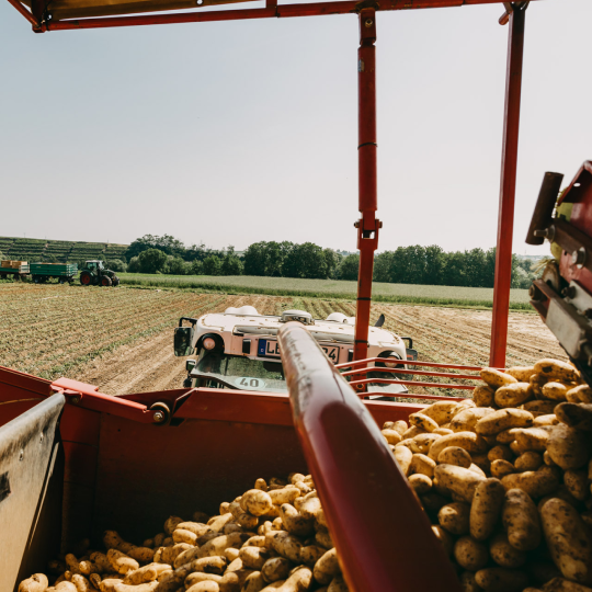 Landwirtschaftliche Ernte von Kartoffeln