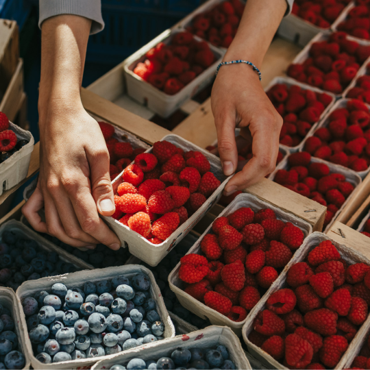 Beeren werden sortiert